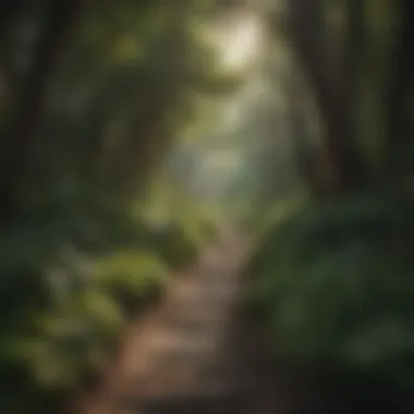 A Journey Through Nature: Finding Peace Tranquil forest path leading to a meditation spot