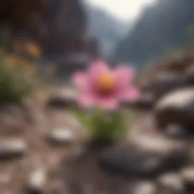 A delicate flower blooming amidst rocky terrain