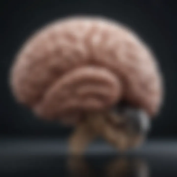 A close-up of a brain illustrating the concept of emotional regulation