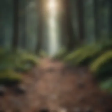 Journey to Healing A path through a forest, representing the journey of healing.