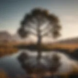 A serene landscape with a lone tree symbolizing solitude and reflection