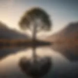 A serene landscape with a lone tree symbolizing solitude and reflection